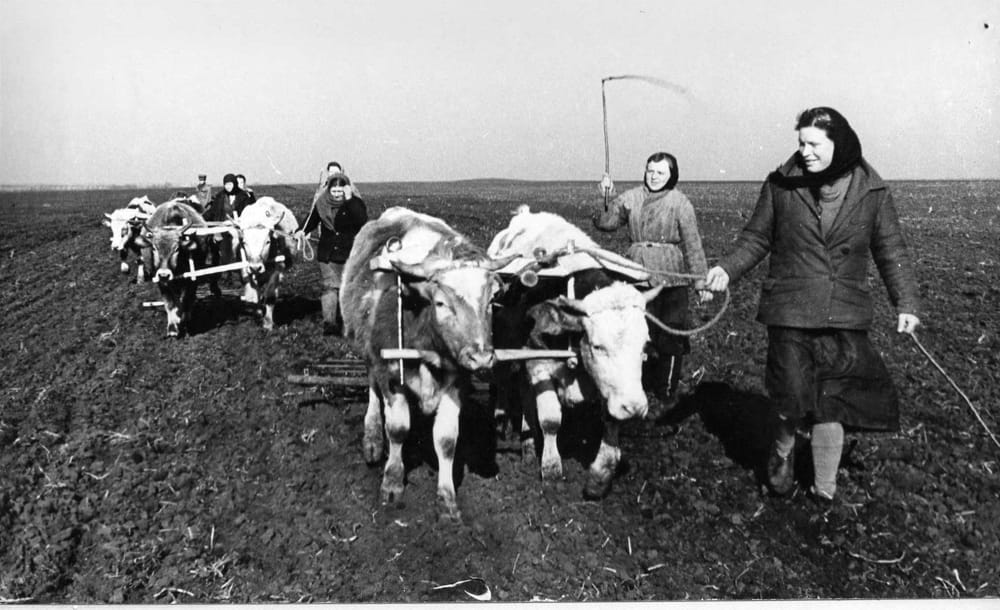 Оранка в колгоспі «Більшовик» на Полтавщині-Історія в школі