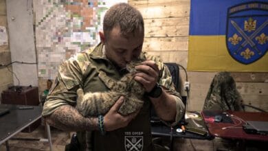 ЗСУ-Історія в школі